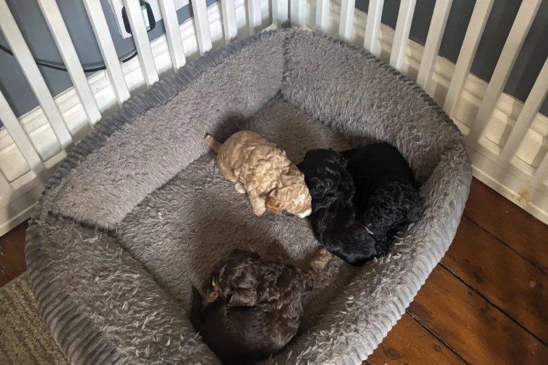 Cockapoo