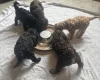 Cockapoo