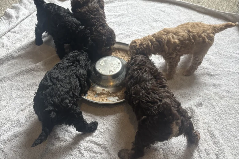 Cockapoo