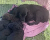 Cockapoo