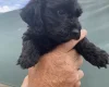 Cockapoo