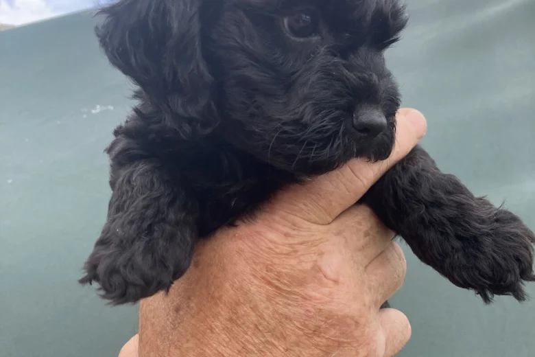 Cockapoo