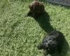 Cockapoo