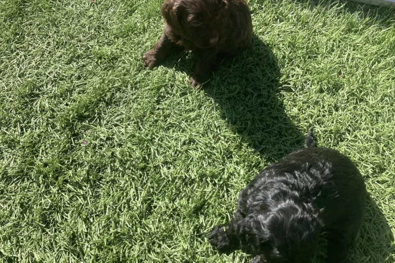Cockapoo