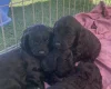 Cockapoo