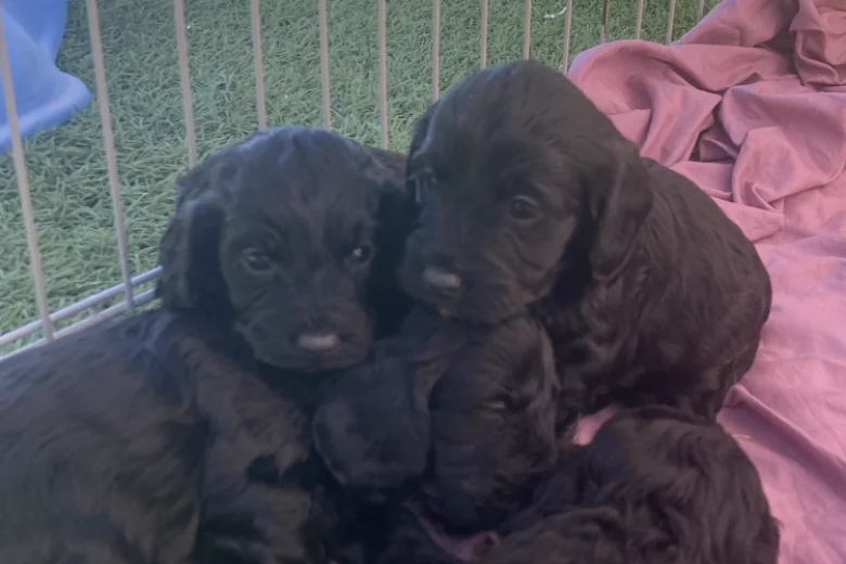 Cockapoo