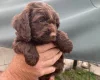 Cockapoo