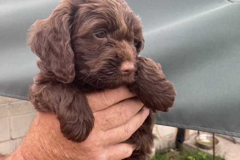Cockapoo