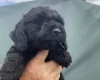 Cockapoo