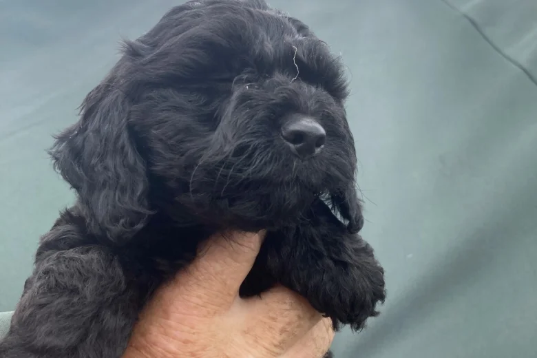 Cockapoo
