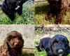 Cockapoo