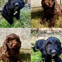 Cockapoo