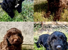 Cockapoo