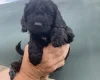 Cockapoo