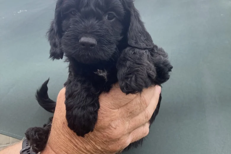 Cockapoo