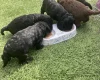 Cockapoo