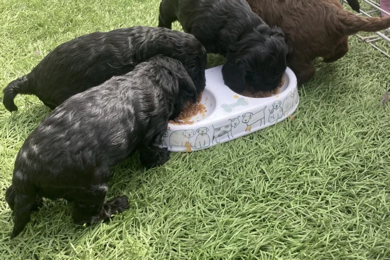 Cockapoo