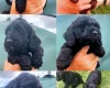 Cockapoo