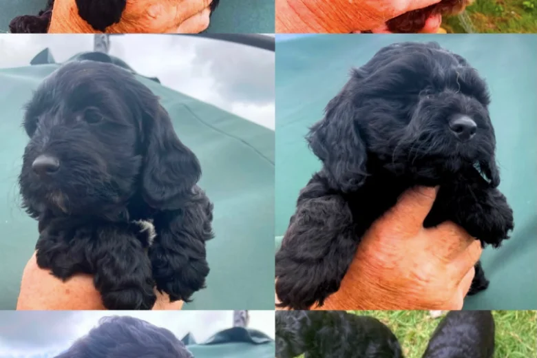 Cockapoo