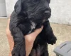 Cockapoo