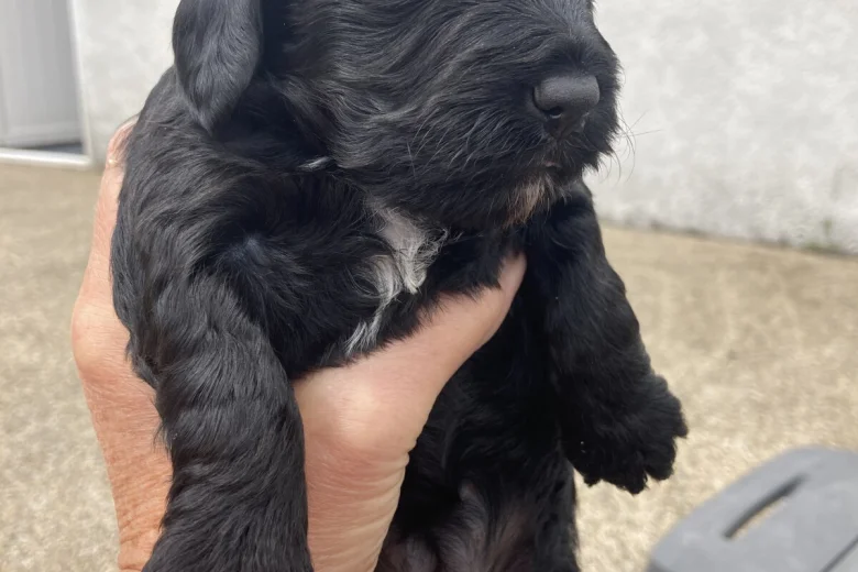 Cockapoo