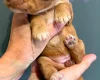 Cockapoo