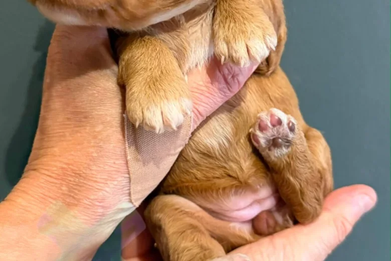 Cockapoo