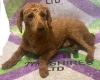 Cockapoo