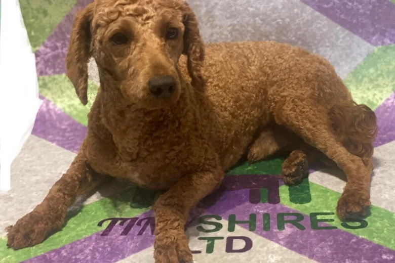 Cockapoo