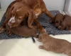 Cockapoo