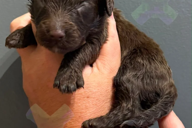 Cockapoo