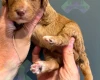 Cockapoo