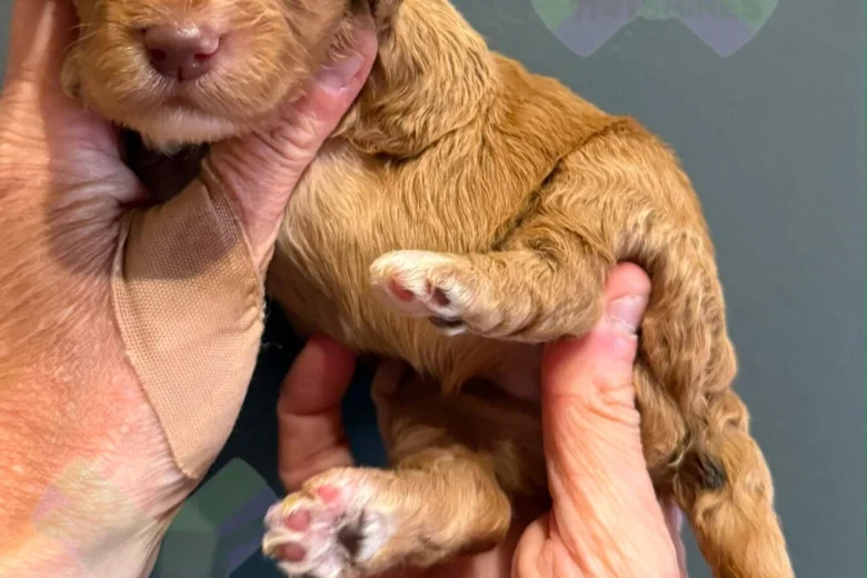 Cockapoo