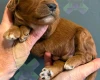 Cockapoo
