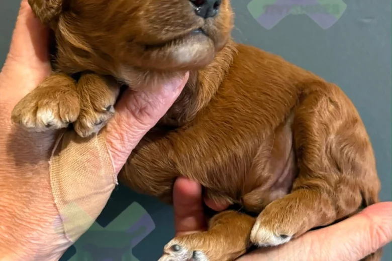 Cockapoo