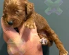 Cockapoo