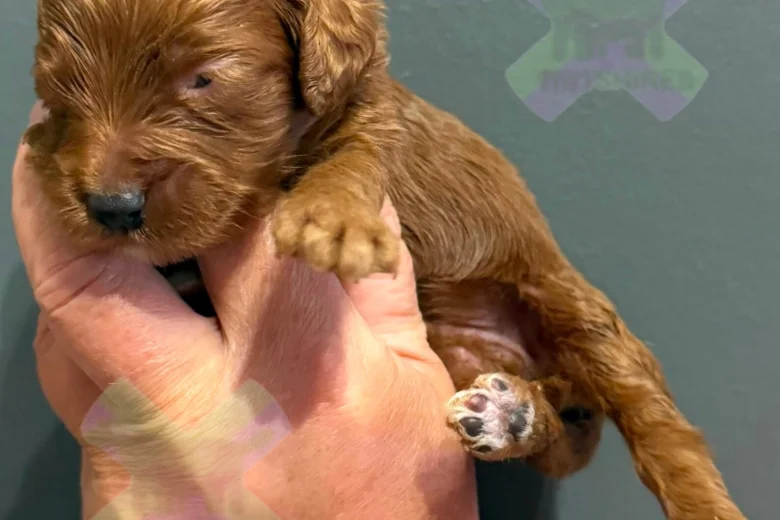 Cockapoo