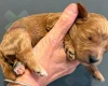 Cockapoo