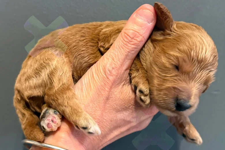 Cockapoo