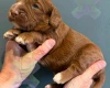 Cockapoo