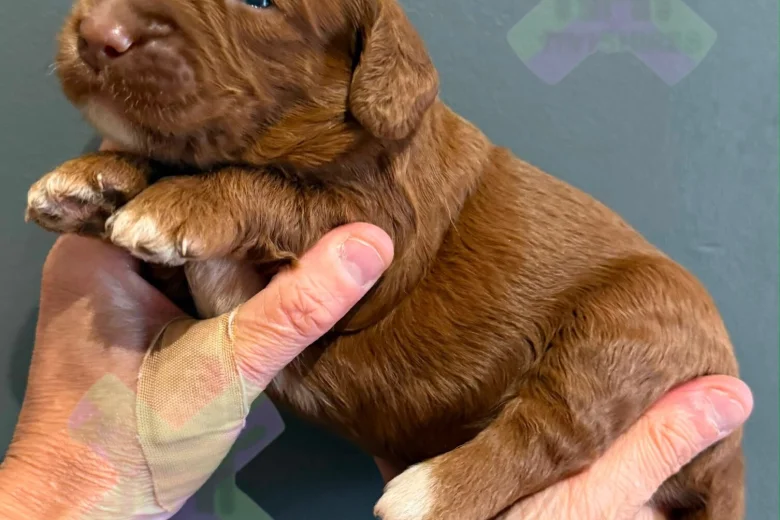 Cockapoo
