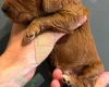 Cockapoo