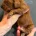 Cockapoo