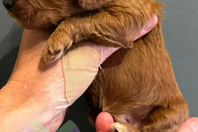 Cockapoo