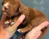 Cockapoo
