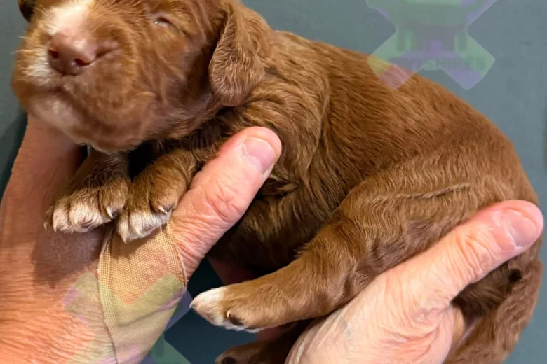 Cockapoo