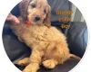 Cockapoo