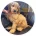 Cockapoo