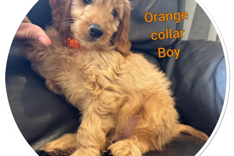 Cockapoo