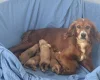 Cockapoo